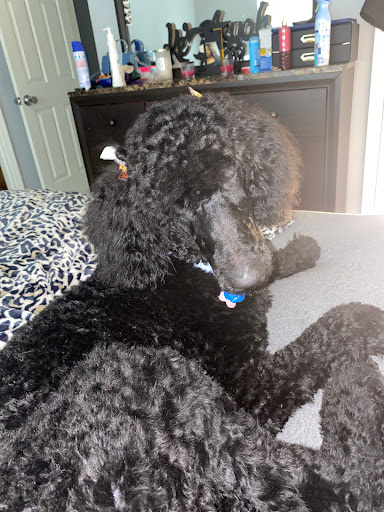 Pet Supply Store «PetSmart», reviews and photos, 3665 Marketplace Blvd, East Point, GA 30344, USA