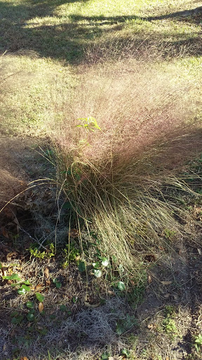 National Park «Charles Pinckney National Historic Site», reviews and photos, 1254 Long Point Rd, Mt Pleasant, SC 29464, USA