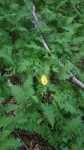 Museum «Harry C Barnes Memorial Nature Center», reviews and photos, 175 Shrub Rd, Bristol, CT 06010, USA