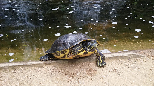 Botanical Garden «Zilker Botanical Garden», reviews and photos, 2220 Barton Springs Rd, Austin, TX 78746, USA