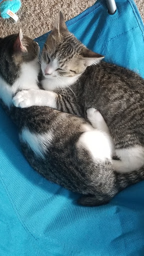 Pet Supply Store «PetSmart», reviews and photos, 1015 Village Center Dr, Tarentum, PA 15084, USA