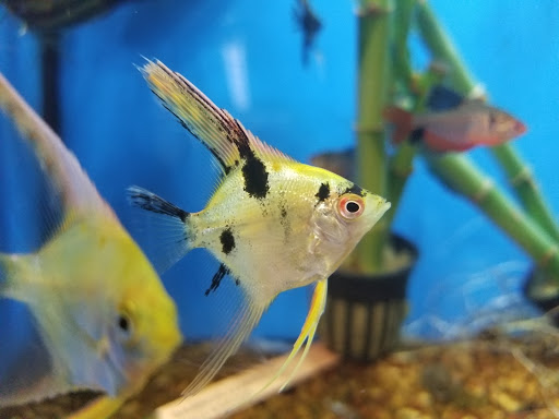 Pet Supply Store «Petco Animal Supplies», reviews and photos, 15475 Annapolis Rd #100, Bowie, MD 20715, USA