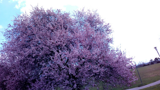 Park «Judkins Park and Playfield», reviews and photos, 2150 S Norman St, Seattle, WA 98144, USA