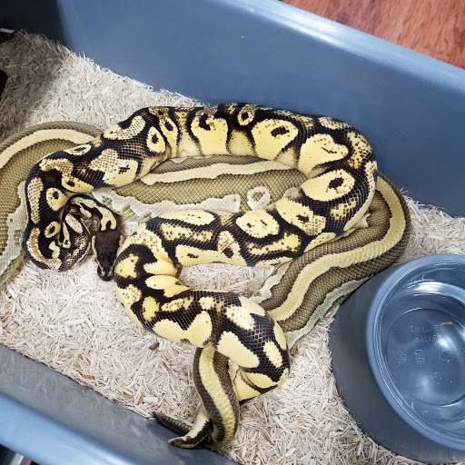 Pet Store «Exotic Pets», reviews and photos, 2410 N Decatur Blvd #160, Las Vegas, NV 89108, USA