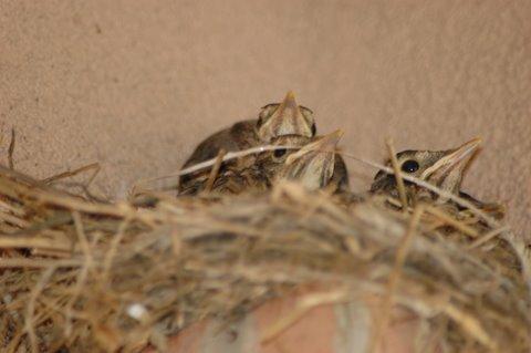 Preschool «Kiddie Academy of Marlboro», reviews and photos, 208 Commercial Ct, Morganville, NJ 07751, USA