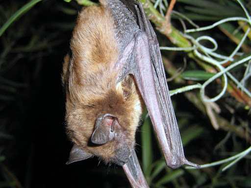 Worcester Bat Removal