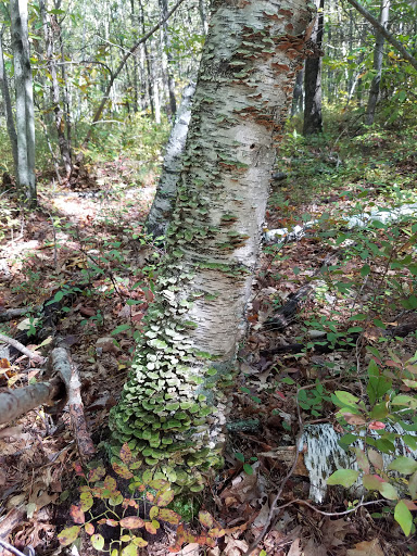 Nature Preserve «Summer Star Wildlife Sanctuary», reviews and photos, 690 Linden St, Boylston, MA 01505, USA