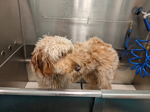 Pet Supply Store «Patton Avenue Pet Company- South», reviews and photos, 582 Hendersonville Rd #3, Asheville, NC 28803, USA