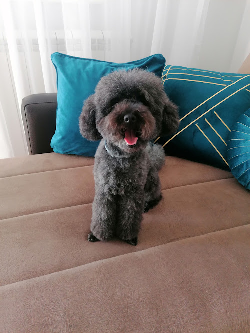  alt='Everything seemed Ok but after the treatment my dog started refusing to come to anyone