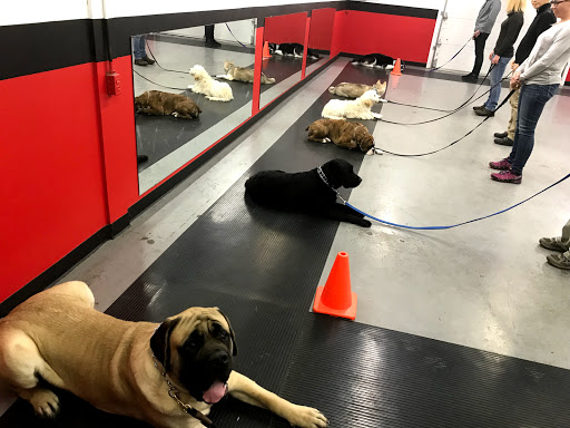 Canadian Canine Training Academy