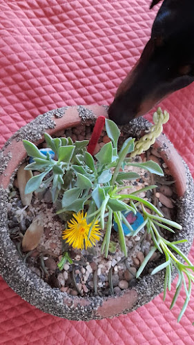 Vivero Cactus Andes - Centro de jardinería