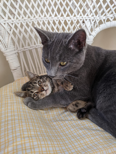 Thrift Store «Companion Animal Foundation», reviews and photos, 88 Sunnybrae Center, Arcata, CA 95521, USA