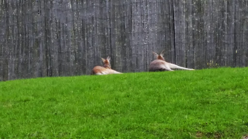 Zoo «Lake Superior Zoo», reviews and photos, 7210 Fremont St, Duluth, MN 55807, USA