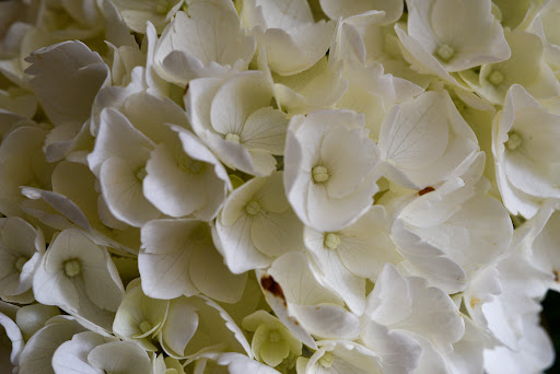 Florist «Purple Poppy Florist», reviews and photos, 2010 S Main St, Wake Forest, NC 27587, USA