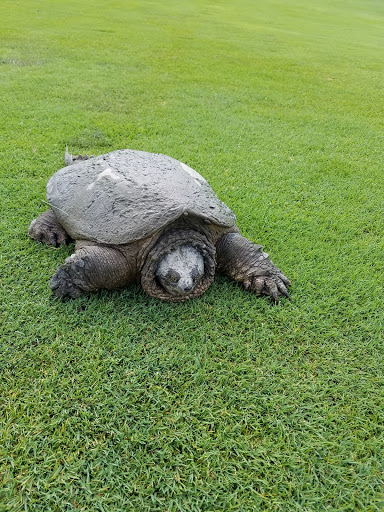 Golf Course «Pheasant Run Golf Club», reviews and photos, 46500 Summit Pkwy, Canton, MI 48188, USA