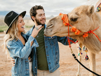 Camel Safari Las Vegas