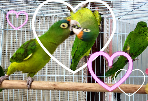 Pet Store «Louis Birds Pets & Supplies», reviews and photos, 80 Keyes St, San Jose, CA 95122, USA