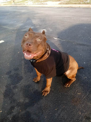 Pet Supply Store «Pet Supplies Plus», reviews and photos, 1262 OH-303, Streetsboro, OH 44241, USA