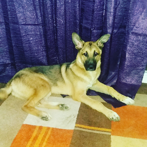 Hospital Veterinario Montigalà en Badalona