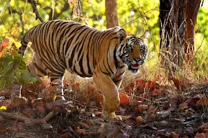 Bandhavgarh National Park image