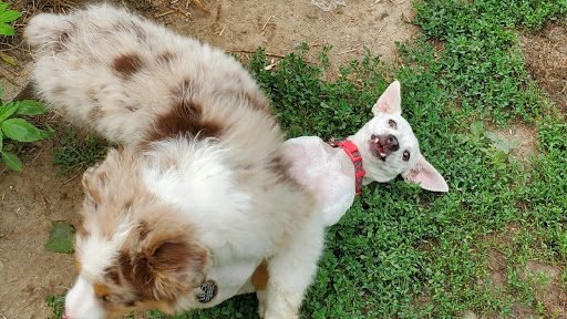 Store «Country Pet Farm & Garden Ltd», reviews and photos, 26170 Territorial Rd, Rogers, MN 55374, USA