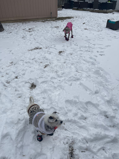 Pet Store «The Upper Paw», reviews and photos, 2809 Commerce St, Dallas, TX 75226, USA