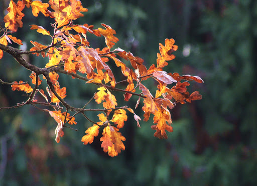 Park «Willamalane Park», reviews and photos, 1276 G St, Springfield, OR 97477, USA