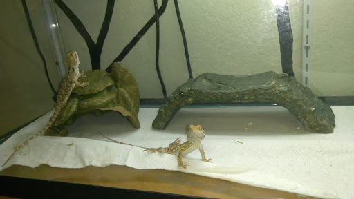 Reptile Store «An Exotic Reptile Pet Shop», reviews and photos, 3115 N 1st Ave, Tucson, AZ 85719, USA