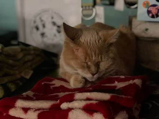 Pet Supply Store «Stately Pet Supply», reviews and photos, 515 S State St, Clarks Summit, PA 18411, USA