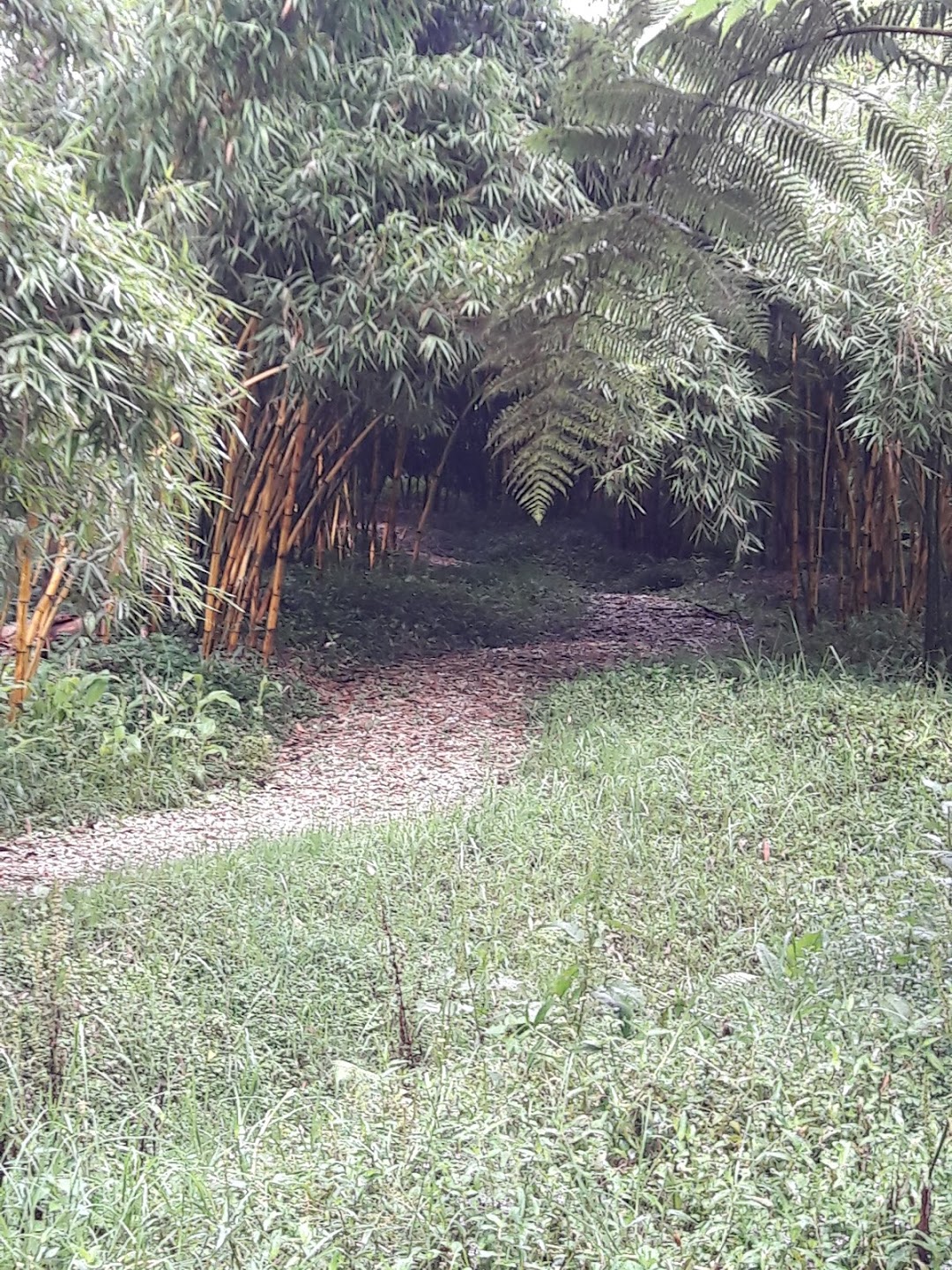 Cerro Corcovado