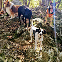 Dogs 'N Motion - Photo 3 - Car repair in , Yonkers