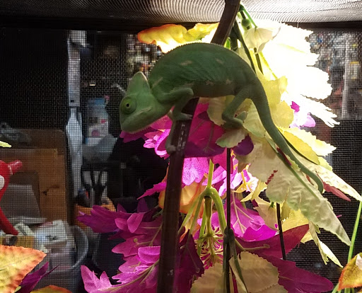 Pet Supply Store «Pet Valu», reviews and photos, 1525 Genntown Dr, Lebanon, OH 45036, USA