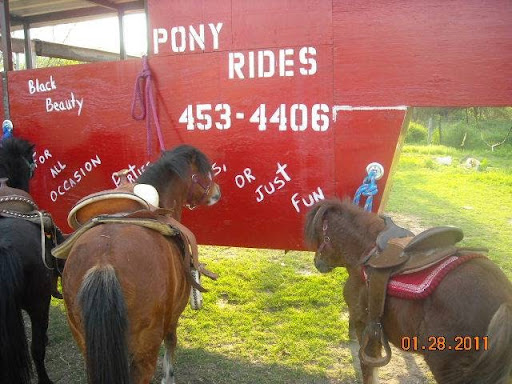Pony Rides For All Occassion