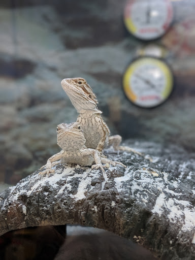 Pet Supply Store «Petco Animal Supplies», reviews and photos, 1574 N Dupont Hwy #300, Dover, DE 19901, USA