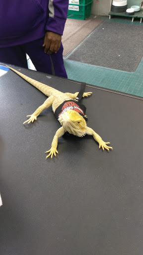 Pet Store «Petland Discounts - Pitkin Avenue», reviews and photos, 1689 Pitkin Ave, Brooklyn, NY 11212, USA