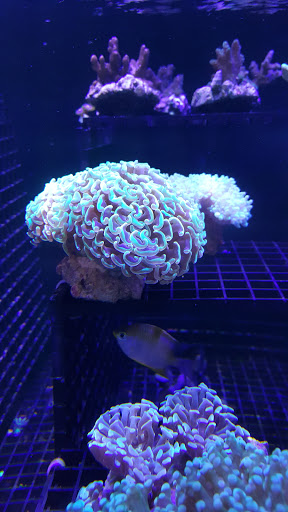 Aquarium Shop «Exotic Aquariums», reviews and photos, 7399 Bird Rd, Miami, FL 33155, USA