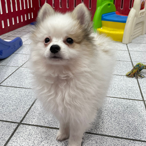 Pet Store «The Family Puppy of Oakland Mall», reviews and photos, 528 W 14 Mile Rd, Troy, MI 48083, USA