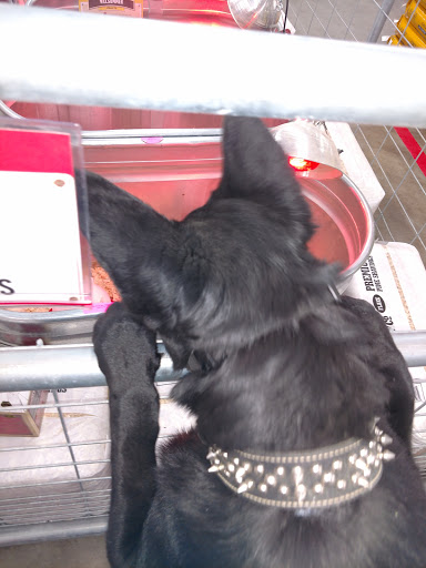 Home Improvement Store «Tractor Supply Co.», reviews and photos, 2211 Ave F NW, Childress, TX 79201, USA