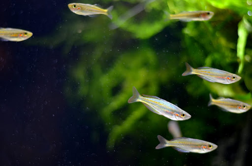 Tropical Fish Store «Aquarium Zen», reviews and photos, 920 NE 64th St, Seattle, WA 98115, USA