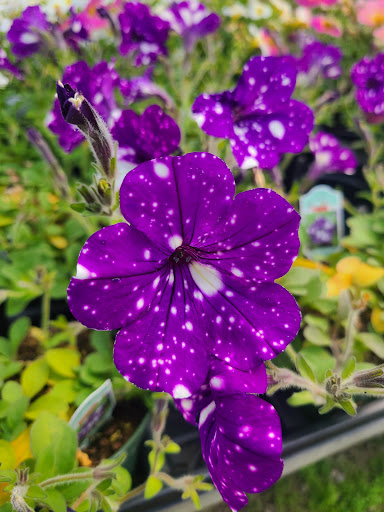 Florist «Park Place Florist and Garden Center», reviews and photos, 72 Park St, Rutland, VT 05701, USA