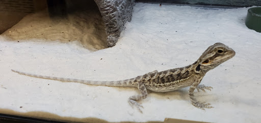 Pet Supply Store «Petco Animal Supplies», reviews and photos, 15895 Pines Blvd, Pembroke Pines, FL 33028, USA