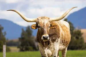 Long Horn Cattle image