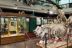 University of Aberdeen Zoology Museum image