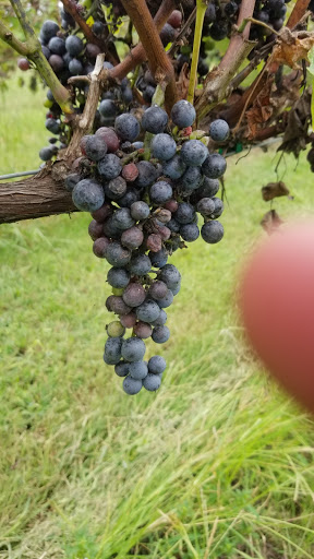 Winery «Grove Winery», reviews and photos, 7360 Brooks Bridge Rd, Gibsonville, NC 27249, USA