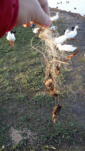 Park «Millers Pond Park», reviews and photos, 6175 Old Pearsall Rd, San Antonio, TX 78242, USA