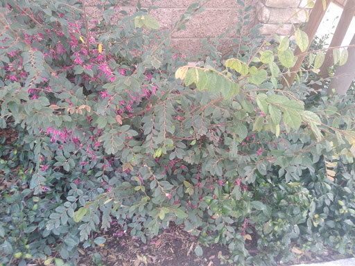 Florist «Secret Garden Florist», reviews and photos, 6076 Lincoln Ave, Cypress, CA 90630, USA