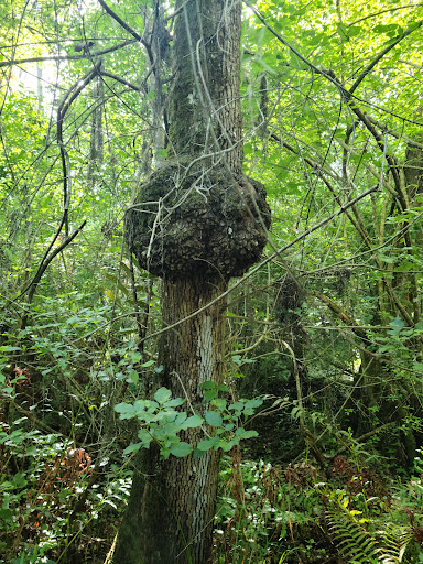 Nature Preserve «Duette Preserve», reviews and photos, 2649 Rawls Rd, Parrish, FL 34219, USA