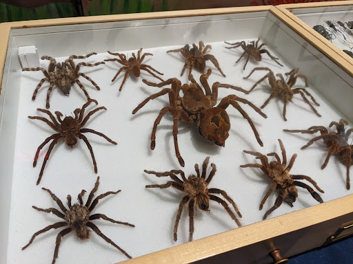 Museum «Insectropolis», reviews and photos, 1761 U.S. 9, Toms River, NJ 08755, USA