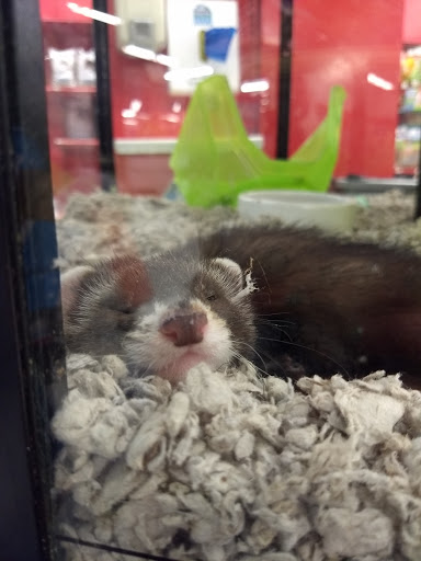 Pet Supply Store «Petco Animal Supplies», reviews and photos, 7811 Alexander Promenade PI, Raleigh, NC 27617, USA