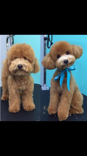 The Poodle Puff image